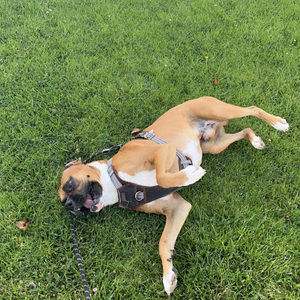 Meet your Posher, Nina